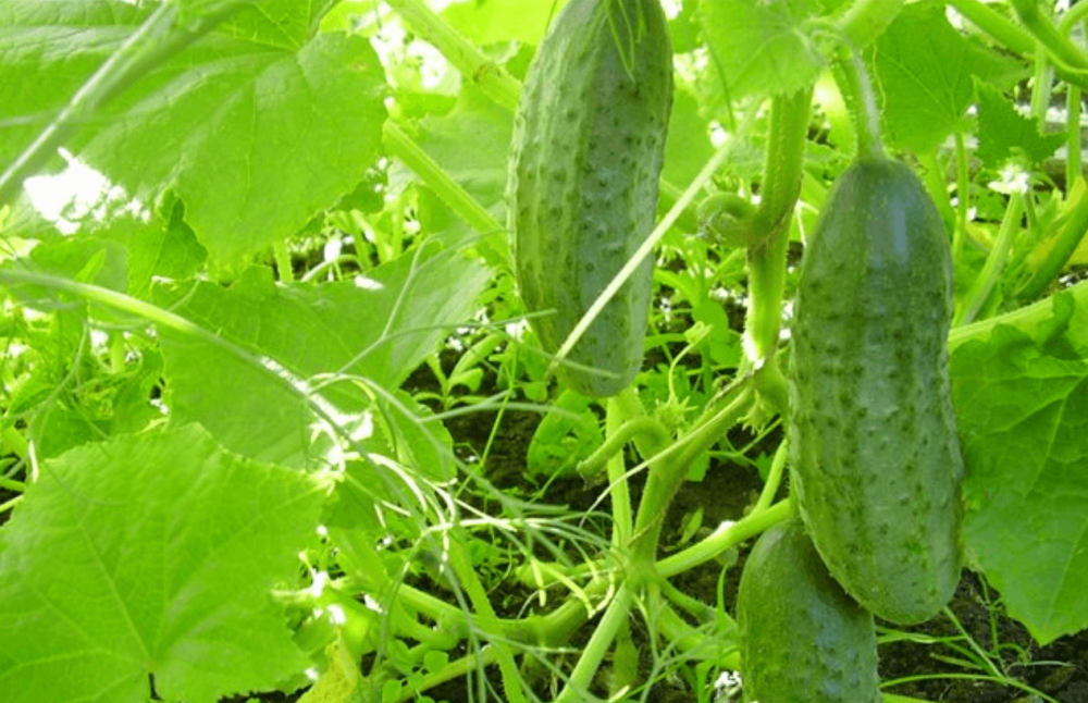 Лечение климакса с помощью огуречной ботвы Огуречные плети при климаксе