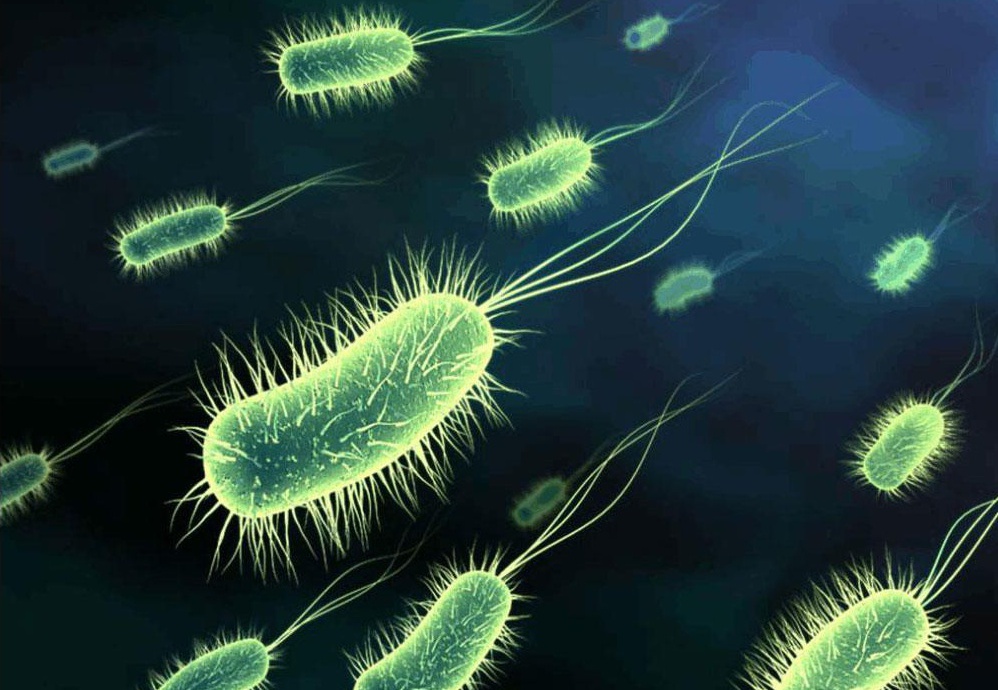 Как проявляет себя уреаплазма парвум в женском организме?