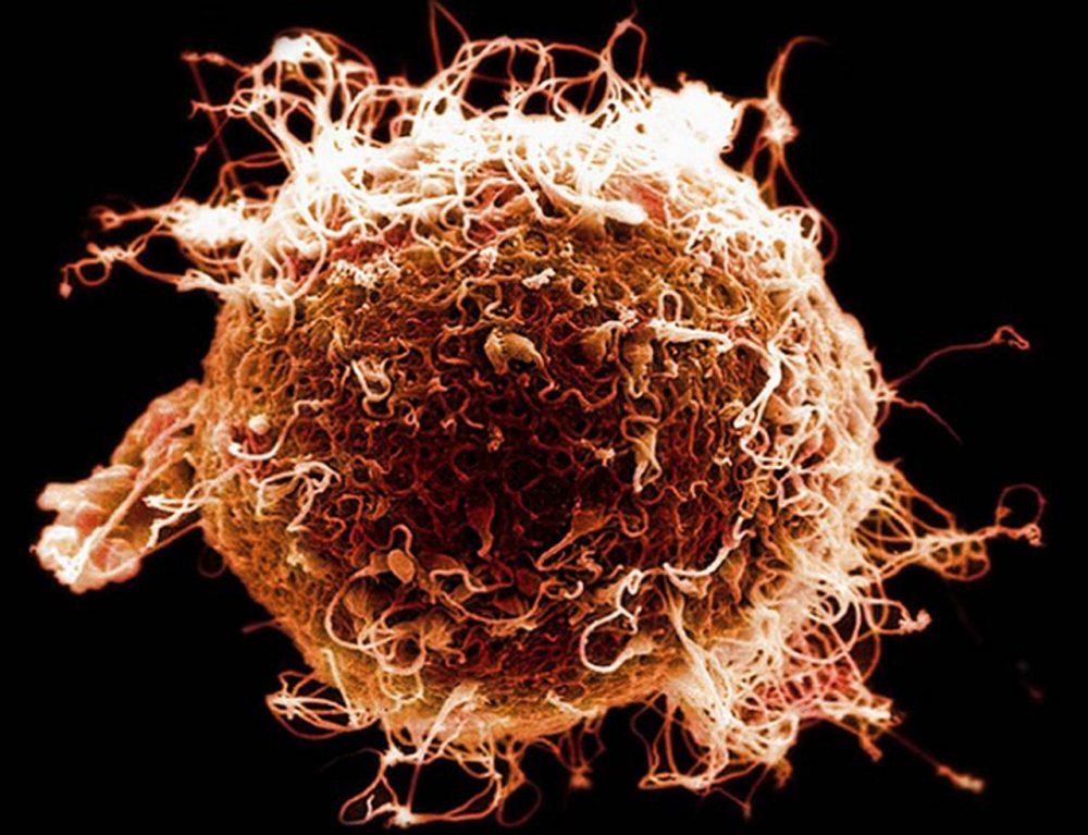 Как развивается яйцеклетка и каков ее срок жизни после овуляции?