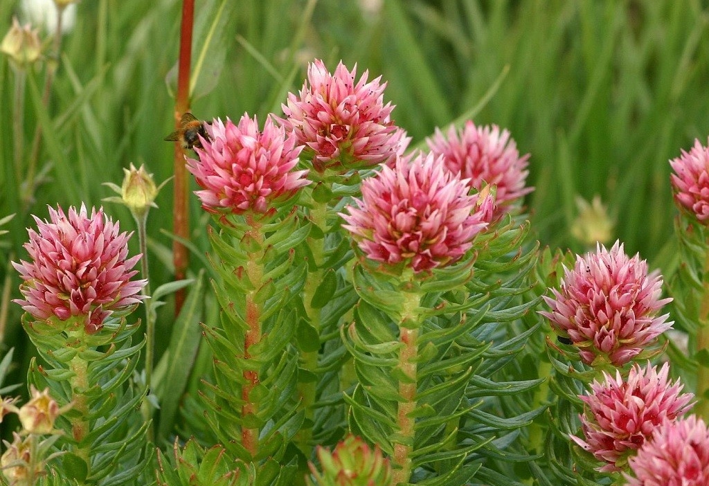 Целебные свойства красной щетки и способы ее применения