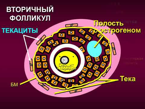 Какие гормоны вырабатывают яичники у женщин и их функции