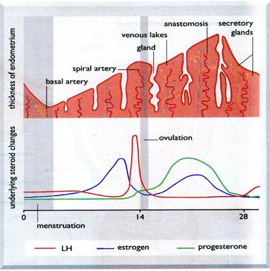 Эстрогенные средства — Студопедия