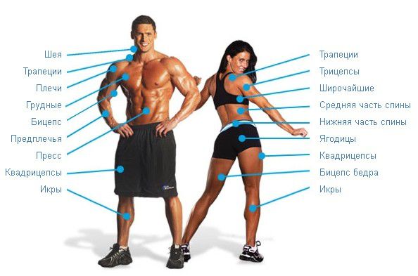 Упражнения на разные группы мышц