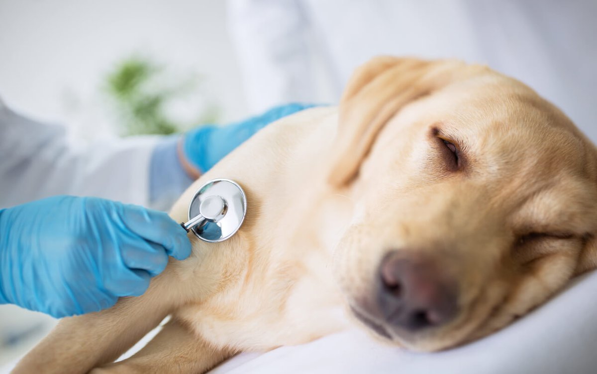 пиодермия у собак лечение препараты