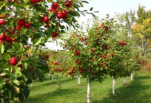 Покупка саженцев на сайте Сад Буковины: первые шаги к красивому саду и огороду и какие трудности вас ждут при выборе и посадке