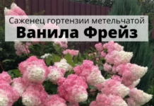 Стоит ли покупать саженцы растений на Озоне?