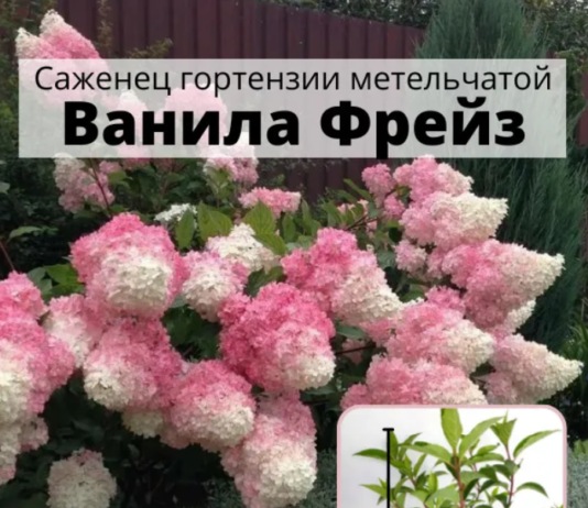 Стоит ли покупать саженцы растений на Озоне?